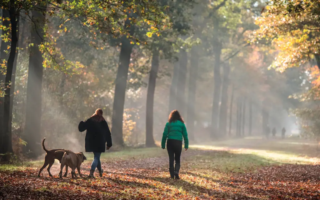 Beautiful photo of two dogs and their dog walkers in a UK woodland in England